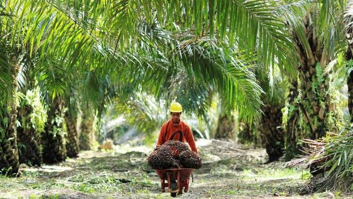 Terungkap! Syamsuar Sebut Ada 1,6 Juta Hektar Kebun Sawit di Riau Tak Bayar Pajak