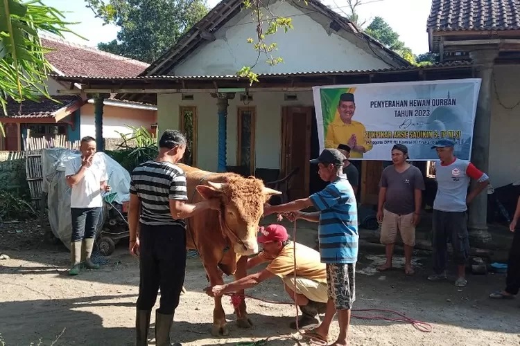 Idul Adha 1444 H, Zulfikar Arse Sadikin Kirim 7 Ekor Sapi Kurban Untuk Warga Bondowoso