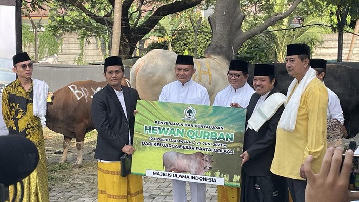 Airlangga Hartarto Serahkan Sapi Kurban 1,2 Ton ke MUI Pusat