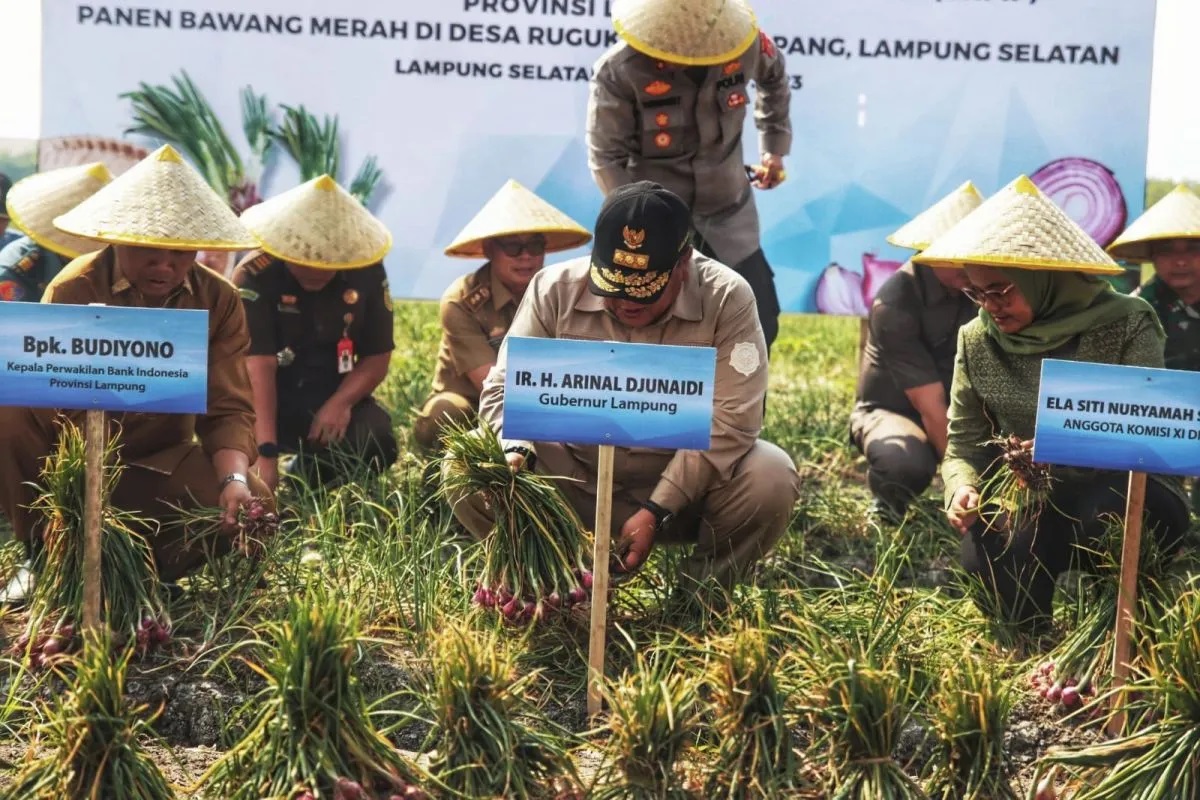 Cara Arinal Djunaidi Tekan Inflasi di Lampung, Masifkan Keberadaan Desa Mandiri Benih