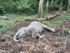 Damar Bayi Gajah di TWA Buluh Cina Mati, Gubri Syamsuar Berduka!