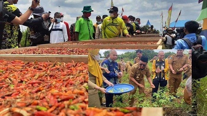 Sahbirin Noor Dorong Percepatan Produksi Ikan Gabus dan Cabai Hiyung di Kalsel