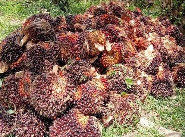 Syamsuar Harap Airlangga Hartarto Bisa Berikan Kejelasan Soal DBH Sawit