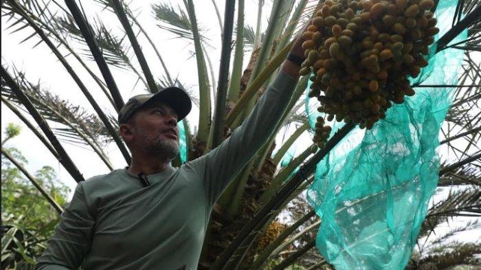 Jelang Ramadhan, Wagubsu Musa Rajekshah Panen Kurma di Karo