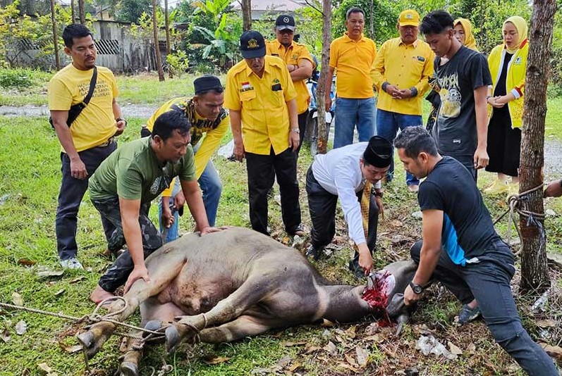 Idul Adha 1444 H, Golkar Kampar Sembelih 2 Ekor Kerbau