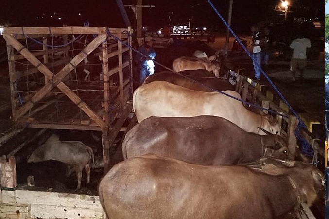 Anos Yeremias Desak Pemprov Maluku Lakukan Koordinasi Pengiriman Hewan Ternak