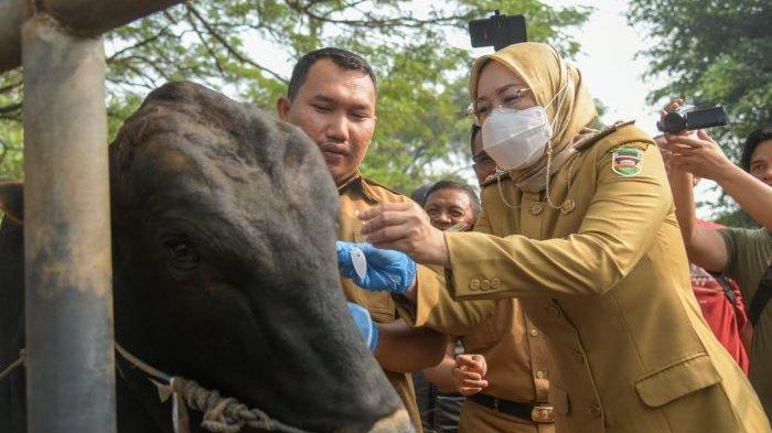 Anne Ratna Mustika Gerak Cepat Tangkal Penyakit Antraks Merebak di Purwakarta