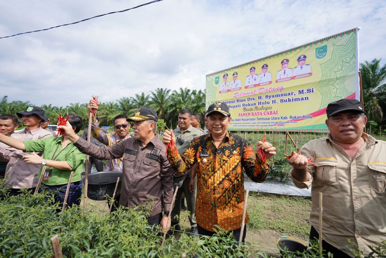 Panen Raya Cabai, Gubri Syamsuar Puji Sistem Pertanian Terpadu Rohul Layak Ditiru