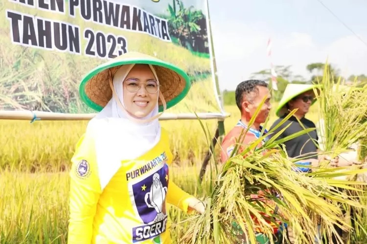 Tekan Stunting, Anne Ratna Mustika Siapkan Ribuan Hektar Sawah Produksi Beras Nutrisi Zinc