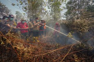 Bersama Tim Gabungan, Gubri Syamsuar Ikut Berjibaku Padamkan Karhutla di Dumai