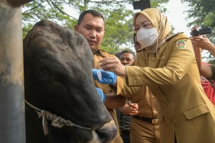 Cegah LSD di Purwakarta Jelang Idul Adha, Anne Ratna Mustika Pastikan Ribuan Sapi dan Kerbau Sudah Divaksin