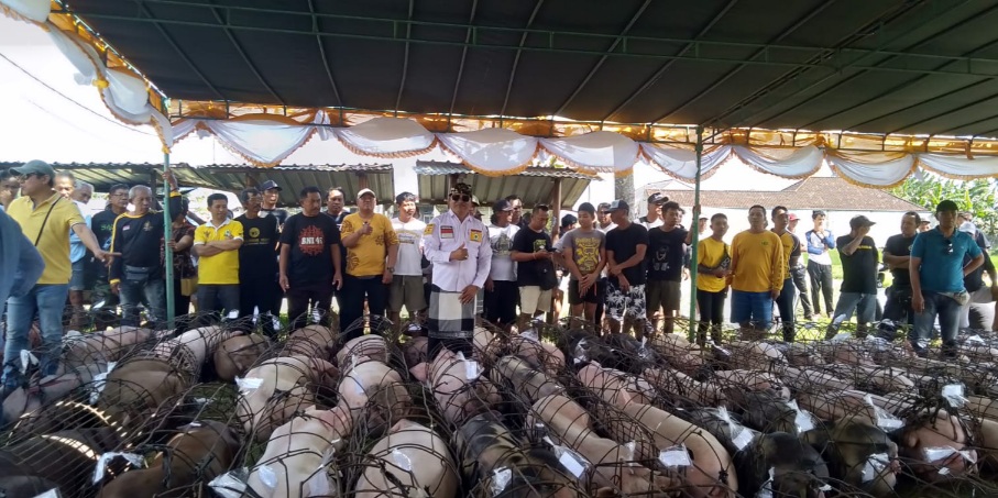 Lestarikan Tradisi, Partai Golkar Badung Bagikan 12 Ton Daging Babi di Hari Raya Galungan